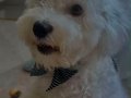 8 Aylık Maltipoo Yavrumuza Mersin'de Yeni Bir Yuva Arıyoruz