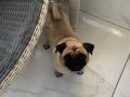 2 Yaş Eğitimli dişi Pug
