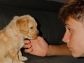 Çok sağlıklı 2,5 Aylık Maltipoo kendi yavrumuz 