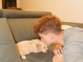 Çok sağlıklı 2,5 Aylık Maltipoo kendi yavrumuz 