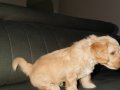 Çok sağlıklı 2,5 Aylık Maltipoo kendi yavrumuz 