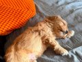 Çok sağlıklı 2,5 Aylık Maltipoo kendi yavrumuz 