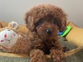 Micro Boy Toy Poodle kızımız yeni ailesini arıyor
