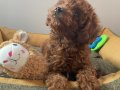 Micro Boy Toy Poodle kızımız yeni ailesini arıyor