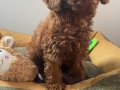 Micro Boy Toy Poodle kızımız yeni ailesini arıyor