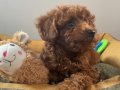 Micro Boy Toy Poodle kızımız yeni ailesini arıyor