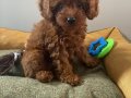 Micro Boy Toy Poodle kızımız yeni ailesini arıyor