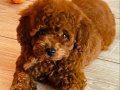 Micro Boy Toy Poodle Kızımız yeni ailesini arıyor