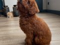 Micro Boy Toy Poodle Kızımız yeni ailesini arıyor