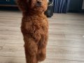 Micro Boy Toy Poodle Kızımız yeni ailesini arıyor