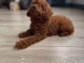 Micro Boy Toy Poodle Kızımız yeni ailesini arıyor