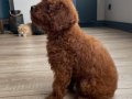Micro Boy Toy Poodle Kızımız yeni ailesini arıyor