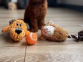 Micro Boy Toy Poodle Kızımız yeni ailesini arıyor