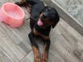 Rotweiller 3 aylık