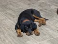 Rotweiller 3 aylık