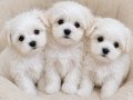TEACUP MALTESE TERRİER YAVRULAR