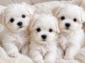 TEACUP MALTESE TERRİER YAVRULAR