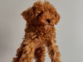 Yavru toy poodle