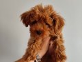 Yavru toy poodle