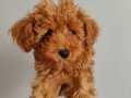 Yavru toy poodle