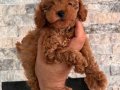 Dişi teacup poodle