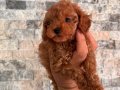 Dişi teacup poodle