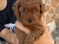 Dişi teacup poodle