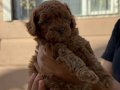 Dişi teacup poodle