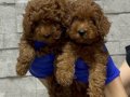 Dişi teacup poodle