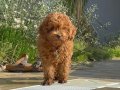 Kore toy poodle
