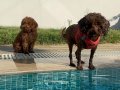 Kore toy poodle