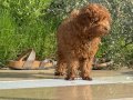 Kore toy poodle