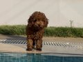 Kore toy poodle