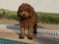 Kore toy poodle