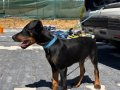 Erkek 3 aylık mermi gibi doberman