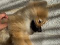 Sevimli Orange Sable Pomeranian 