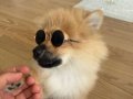 Sevimli Orange Sable Pomeranian 