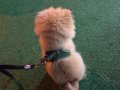 Sevimli Orange Sable Pomeranian 