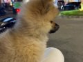 Sevimli Orange Sable Pomeranian 