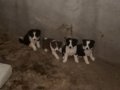 Safkan Border collie yavruları 4tane
