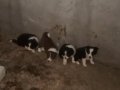Safkan Border collie yavruları 4tane