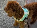 4 AYLIK TOY POODLE 