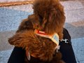 4 AYLIK TOY POODLE 