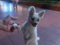 Beyaz pomerian boo
