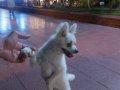 Beyaz pomerian boo