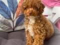3 buçuk aylık toy poodle 