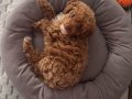 3 buçuk aylık toy poodle 
