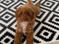 3 buçuk aylık toy poodle 