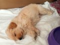 Maltipoo ev neşesi