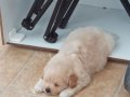 Maltipoo ev neşesi